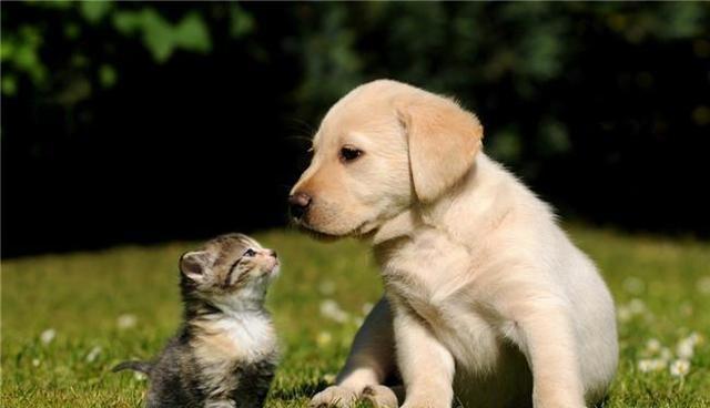 主人养猫又养狗是一种怎样的体验呢？一般人应该回答不出来