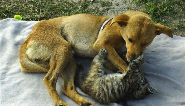 主人养猫又养狗是一种怎样的体验呢？一般人应该回答不出来