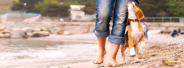 养猫和养狗的十诫！说出了猫咪和狗狗的内心真实想法