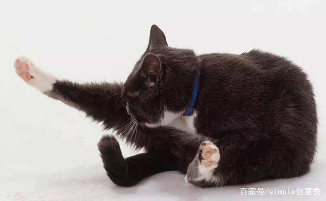 为什么比起养狗，早出晚归的上班族更适合养猫