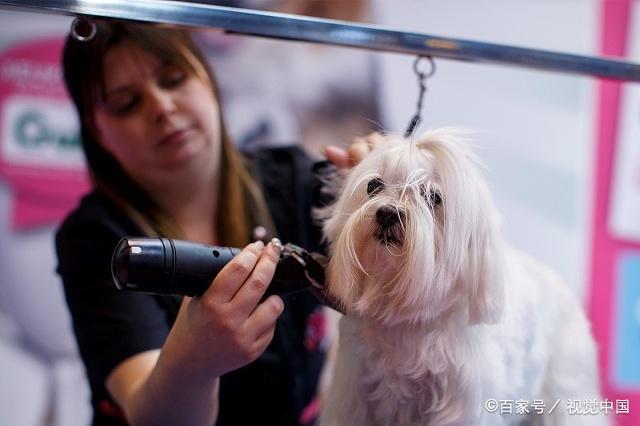 论养宠物的幸福感，养狗的要比养猫的铲屎官高两倍