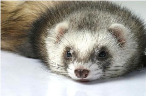 养猫养狗太平常，现在很多人开始养起了这种外表奇特的“小精灵”