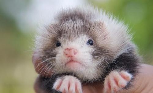 养猫养狗太平常，现在很多人开始养起了这种外表奇特的“小精灵”