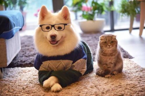 养猫与养狗之间，最大的区别都在这里了