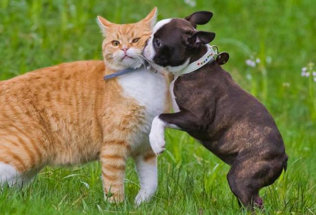 养猫与养狗之间，最大的区别都在这里了