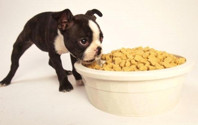 养猫养狗后都会越养越喜欢，但身边的人却……