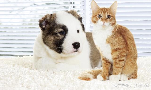 我既想养狗，又想养猫，猫和狗能玩在一起吗？
