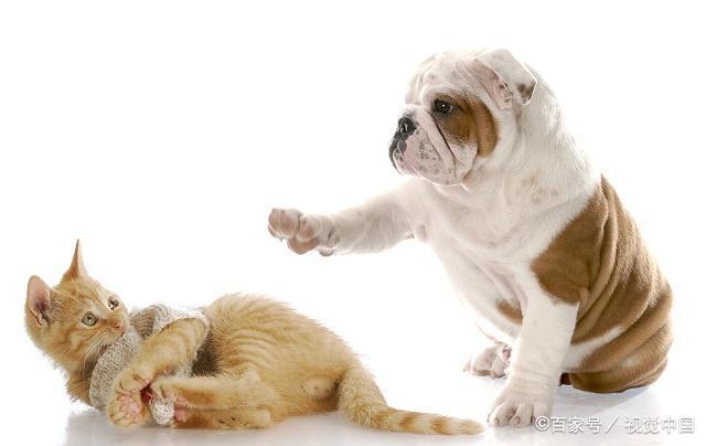 我既想养狗，又想养猫，猫和狗能玩在一起吗？
