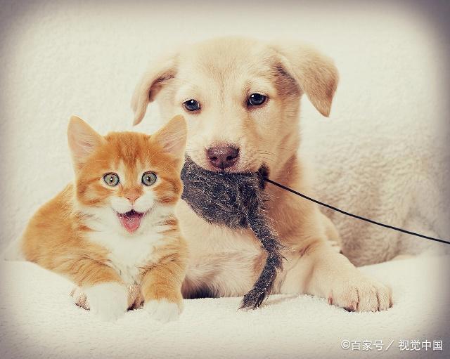 我既想养狗，又想养猫，猫和狗能玩在一起吗？