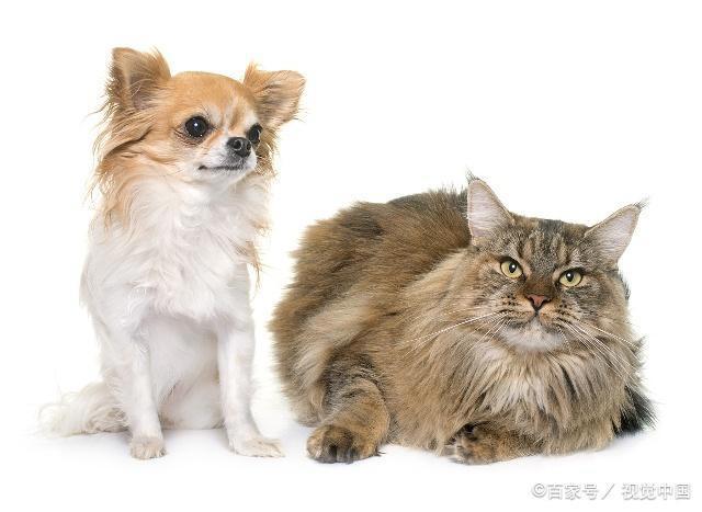 我既想养狗，又想养猫，猫和狗能玩在一起吗？