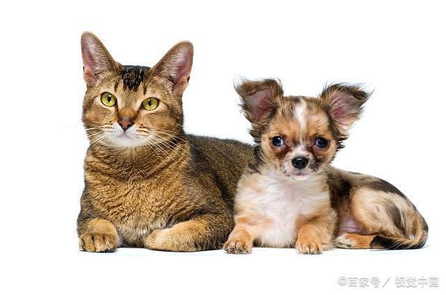 我既想养狗，又想养猫，猫和狗能玩在一起吗？