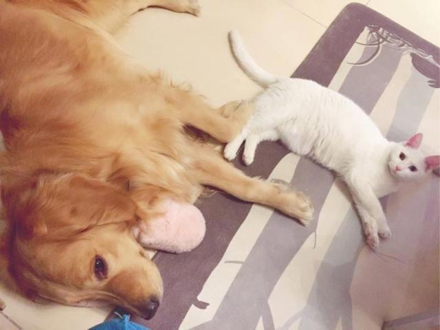 家里养猫又养狗猫狗矛盾一触即发每天都是猫狗大战