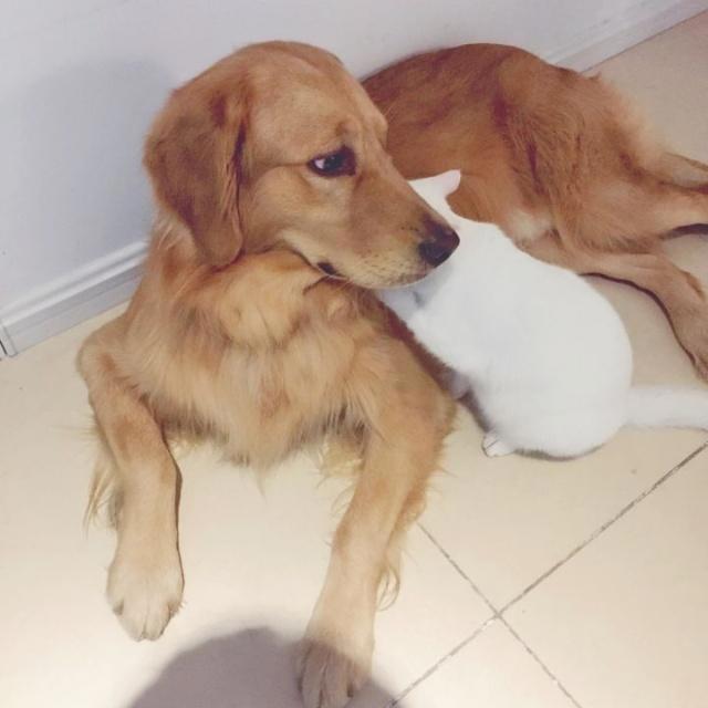 家里养猫又养狗猫狗矛盾一触即发每天都是猫狗大战