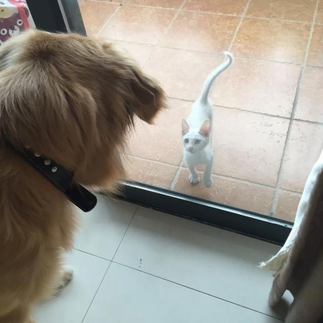 家里养猫又养狗猫狗矛盾一触即发每天都是猫狗大战