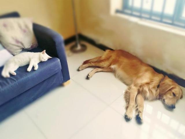 家里养猫又养狗猫狗矛盾一触即发每天都是猫狗大战