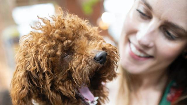 养狗和养猫，哪种让你更快乐？终于有答案了！