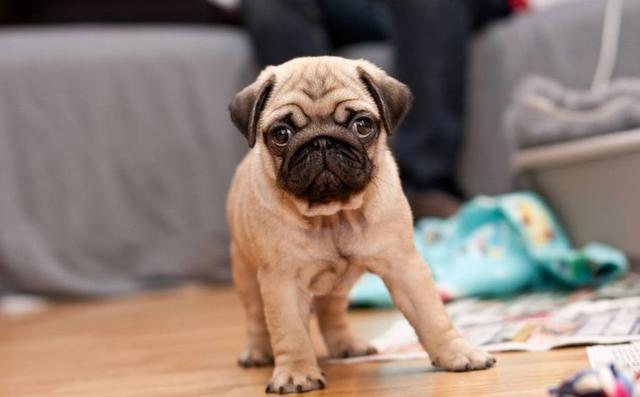 猫和狗相比，谁能带给主人更多的快乐？两者都能，只是方式不同