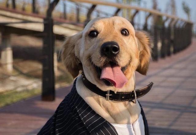 猫和狗相比，谁能带给主人更多的快乐？两者都能，只是方式不同