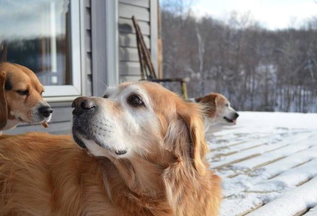 猫和狗相比，谁能带给主人更多的快乐？两者都能，只是方式不同