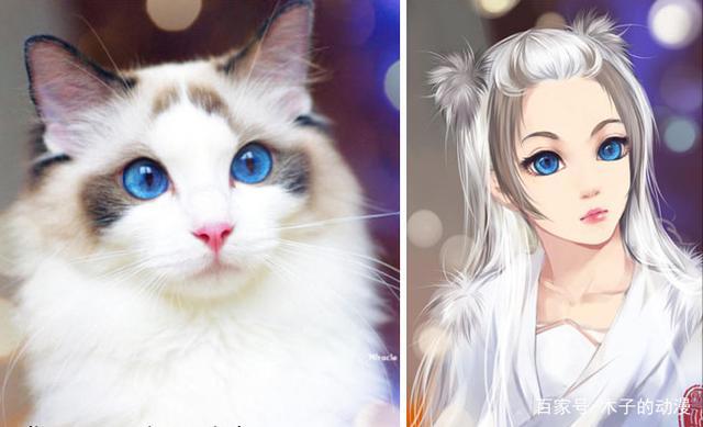 养狗还是养猫，当她把猫和狗用漫画的形式画成人像时，我迷惑了