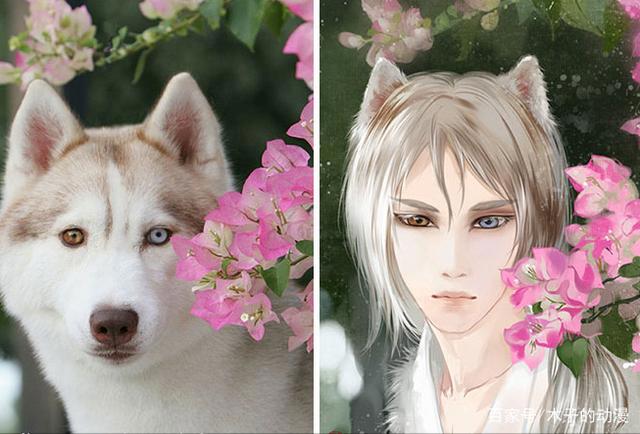 养狗还是养猫，当她把猫和狗用漫画的形式画成人像时，我迷惑了