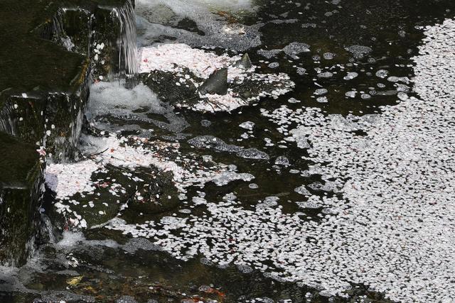 全球连线｜东京：疫情下的樱花季