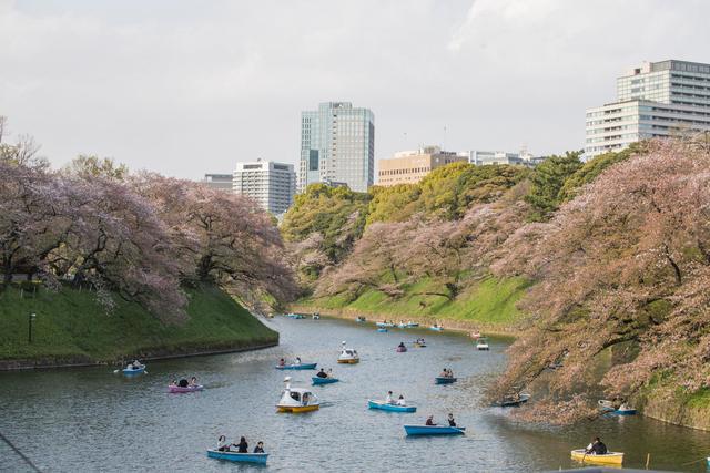 全球连线｜东京：疫情下的樱花季