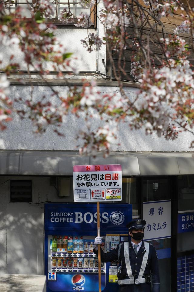 全球连线｜东京：疫情下的樱花季