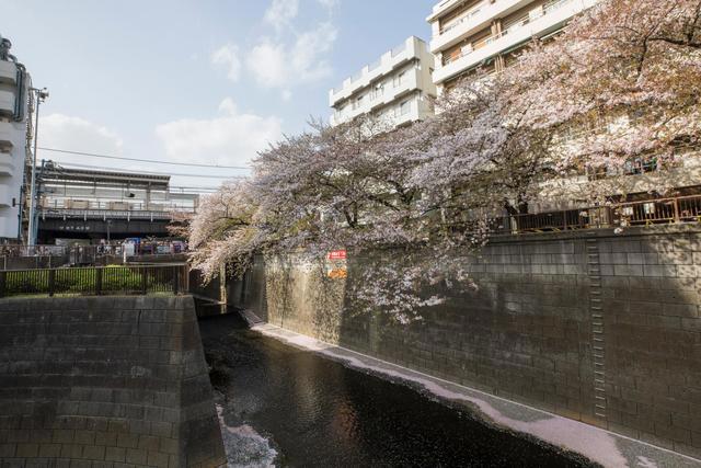 全球连线｜东京：疫情下的樱花季