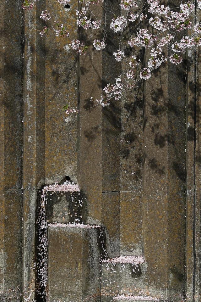 全球连线｜东京：疫情下的樱花季