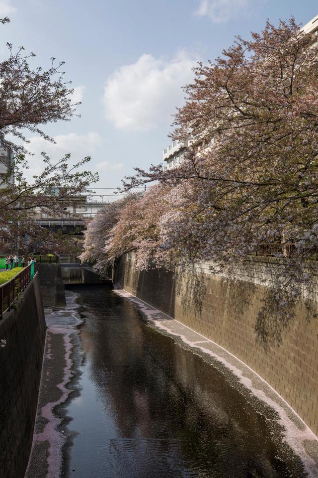 全球连线｜东京：疫情下的樱花季