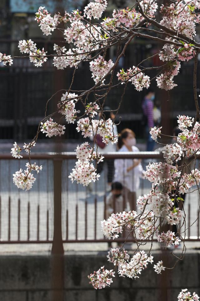 全球连线｜东京：疫情下的樱花季
