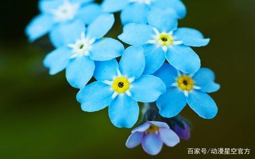 《我们仍未知道那天所看见的花的名字》中的那朵花叫什么名字？