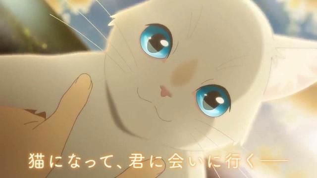 《想哭的我戴上了猫的面具》在变成猫之后，我们才知道失去了什么