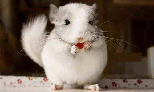 6只征服了世界的动漫猫咪，第2只家喻户晓，第3只是女生最爱