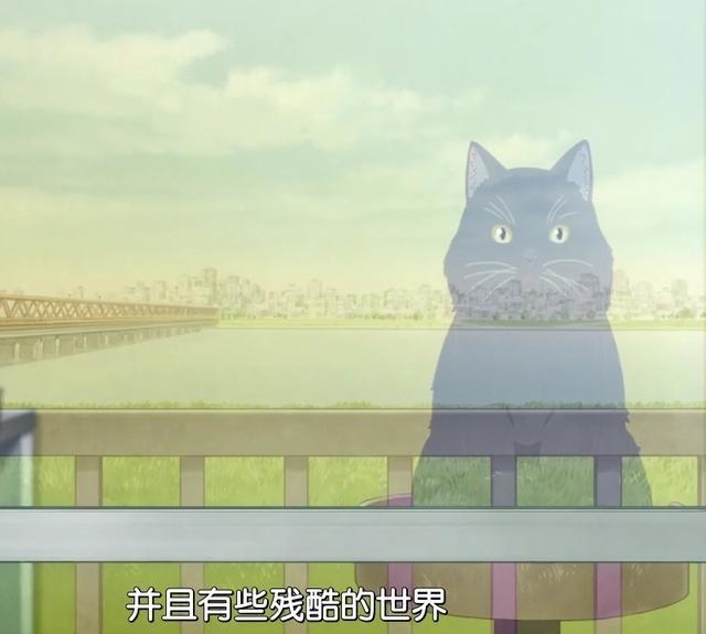 最长情的告白就是陪伴！她和她的猫，治愈也致郁！