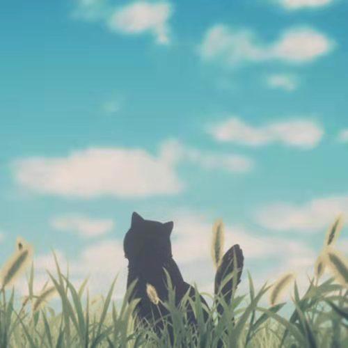 《她和她的猫》：一只猫咪的陪伴，治愈的同时充满了“爱”