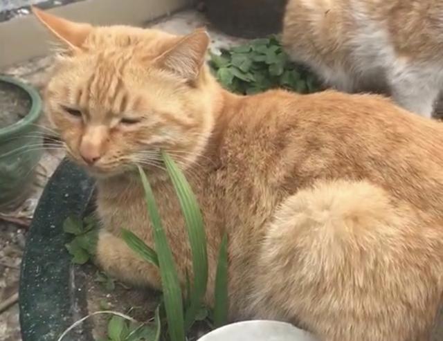 新海诚催泪杰作《她和她的猫》养猫之人的痛！