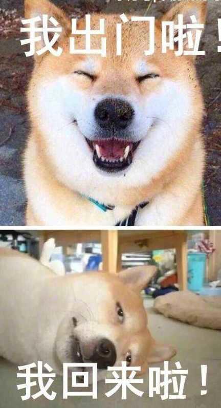 占据国人表情包爆红的背后到底是什么样的？