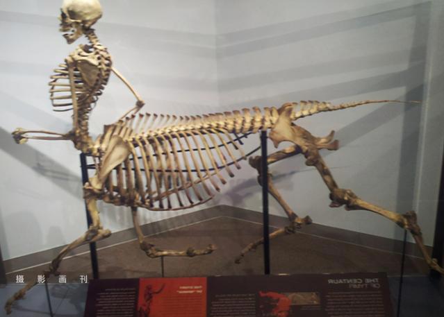 动漫中的人马姐姐太可爱了，有这颜值和性格，物种算个啥！