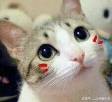 你只记得霸权社战斗画面炸裂带来的满足？