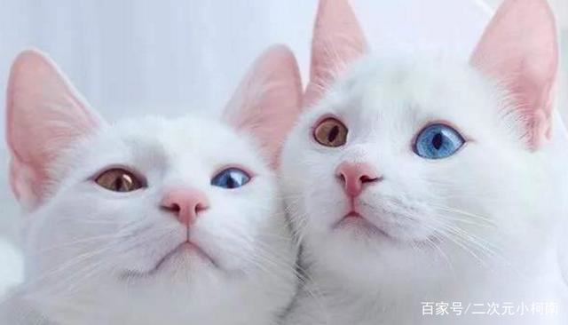 “异色瞳”永不过时吗？这些异色瞳动漫角色，哪个才是你的本命