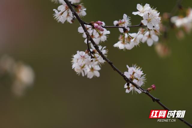 初春的味道丨长沙最西边这山上暗藏万亩野樱花惊艳了整个春天