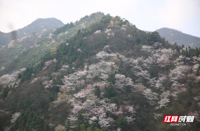 初春的味道丨长沙最西边这山上暗藏万亩野樱花惊艳了整个春天