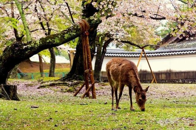 去日本旅行？这些地方不容错过