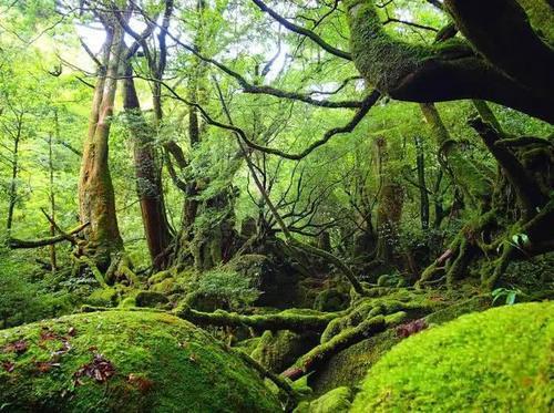 火了！这座小岛，宫崎骏、田馥甄、阮经天都去过！