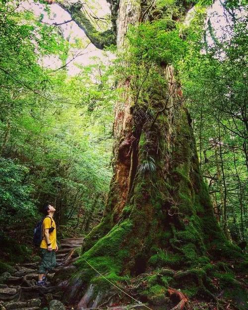 火了！这座小岛，宫崎骏、田馥甄、阮经天都去过！