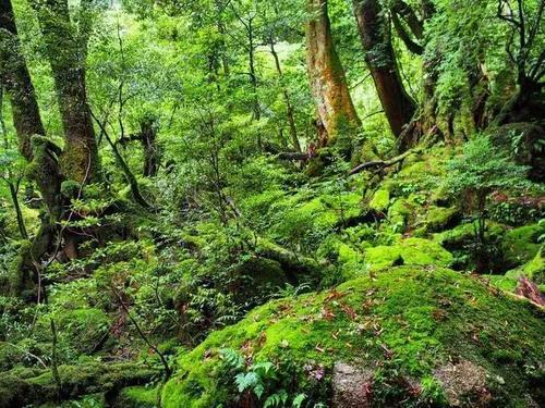 火了！这座小岛，宫崎骏、田馥甄、阮经天都去过！