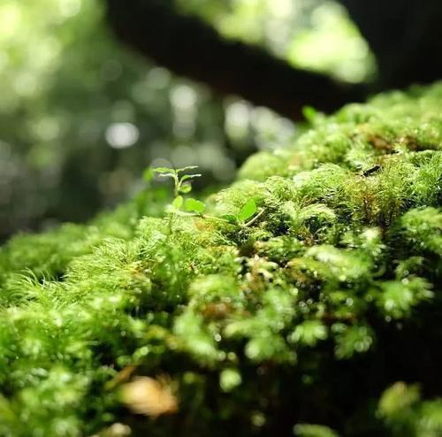 火了！这座小岛，宫崎骏、田馥甄、阮经天都去过！