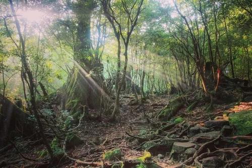 火了！这座小岛，宫崎骏、田馥甄、阮经天都去过！